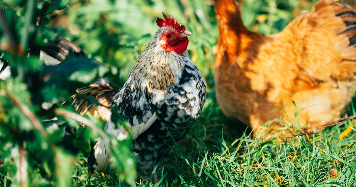 poule serama