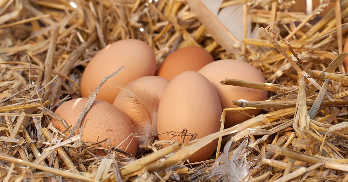 les oeufs