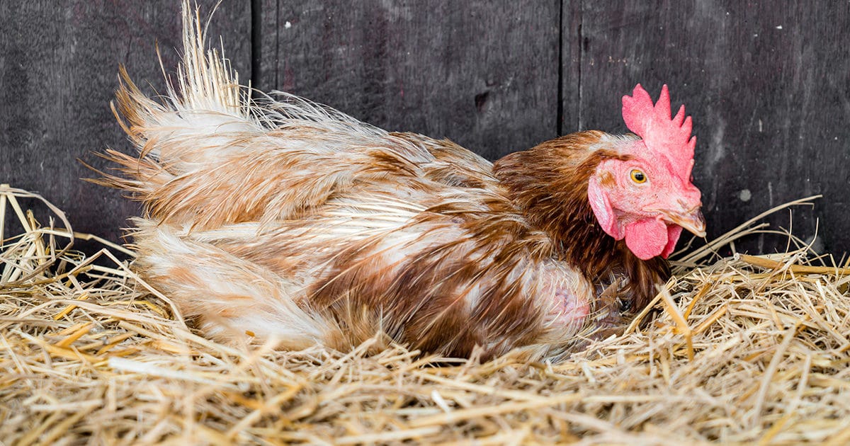une poule qui couve