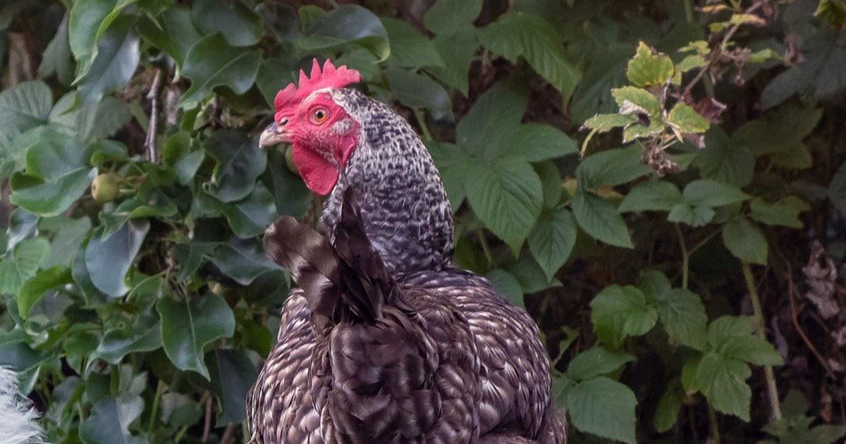 poule coucou