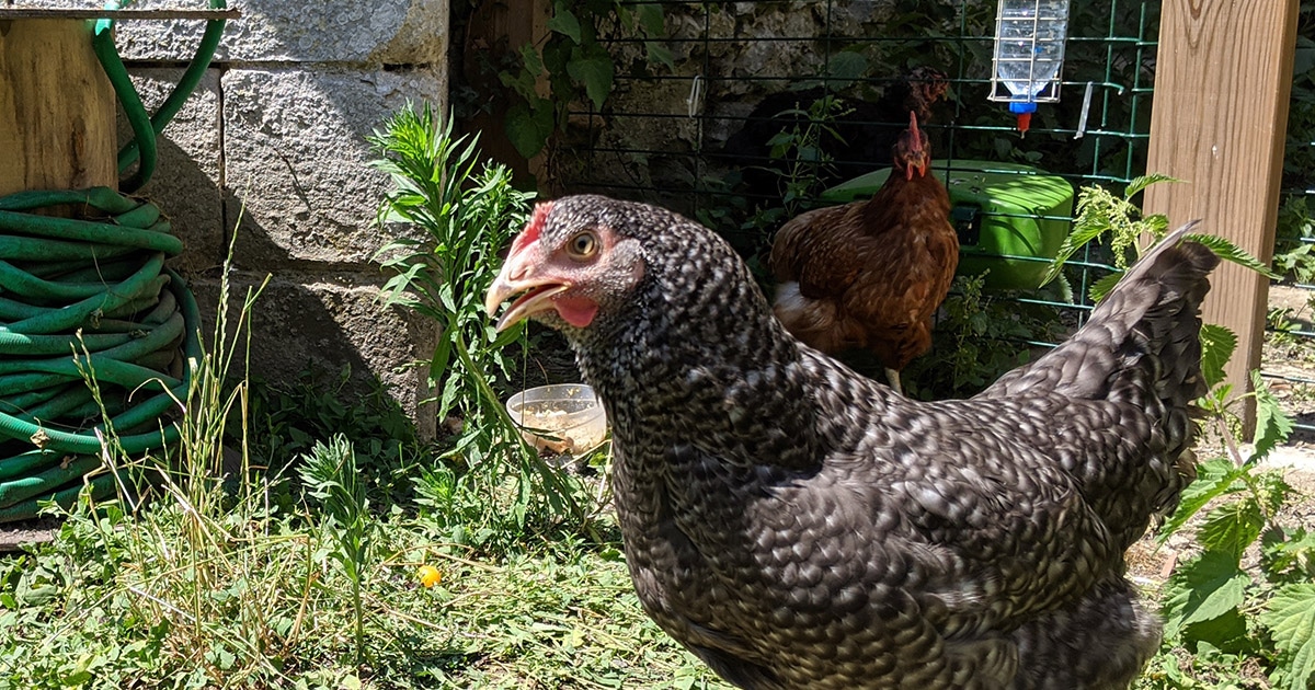 Poule déshydratée : 3 signes qui ne trompent pas