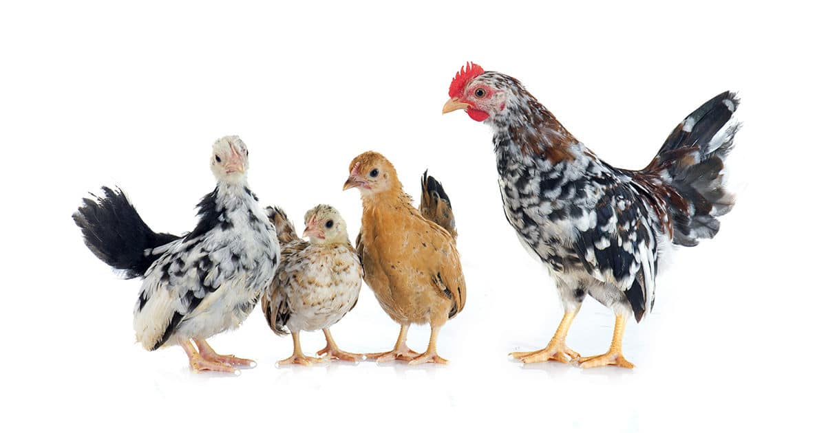les poules et jeunes serama