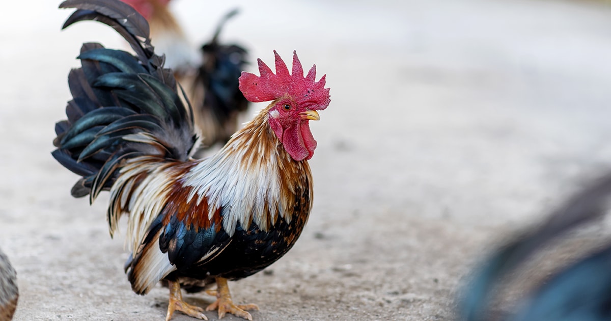 La poule Serama, la plus petite poule du monde