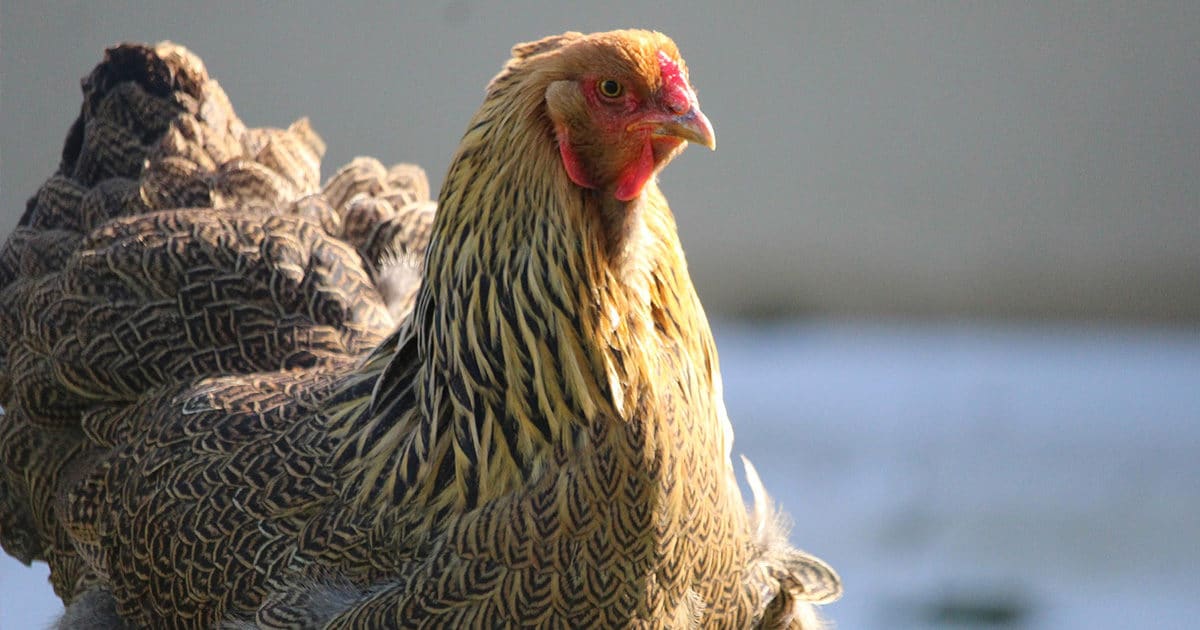 poule la poule brahma