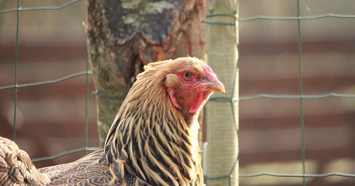 la poule brahma