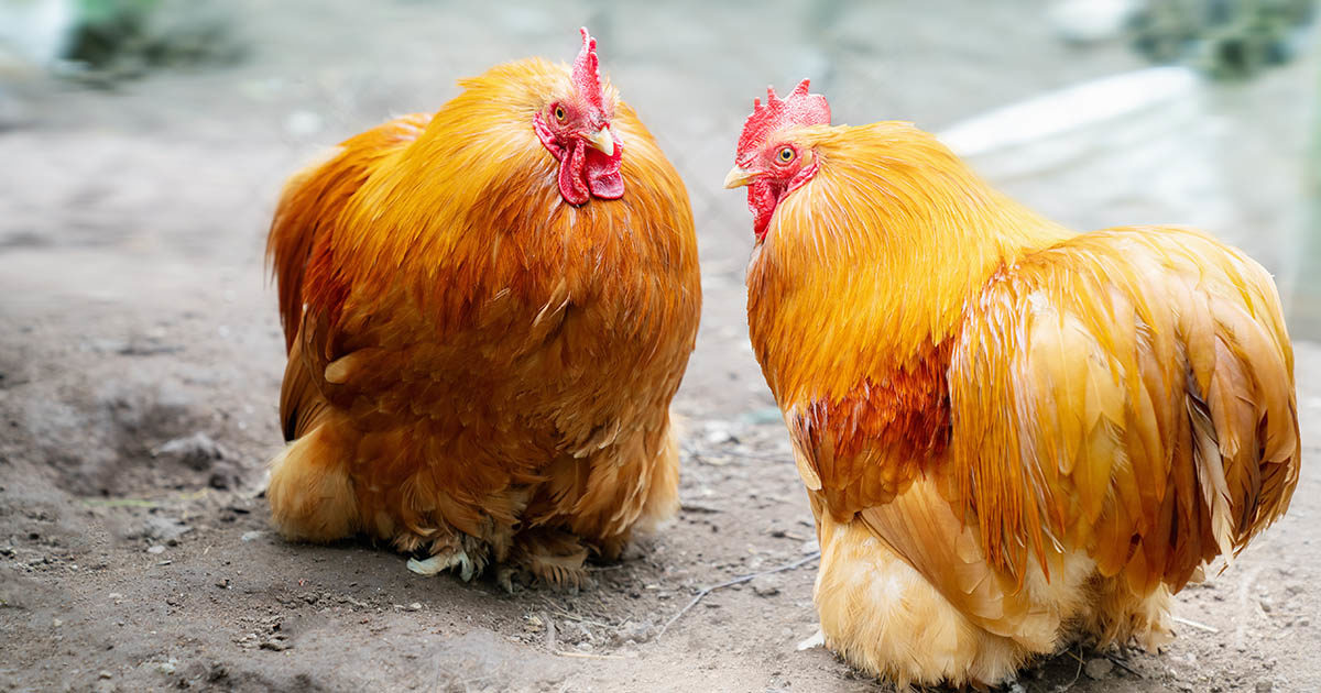 poule cochin rousse
