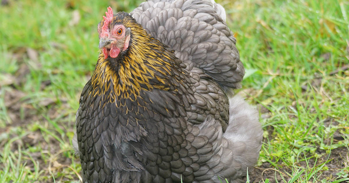 poule cochin