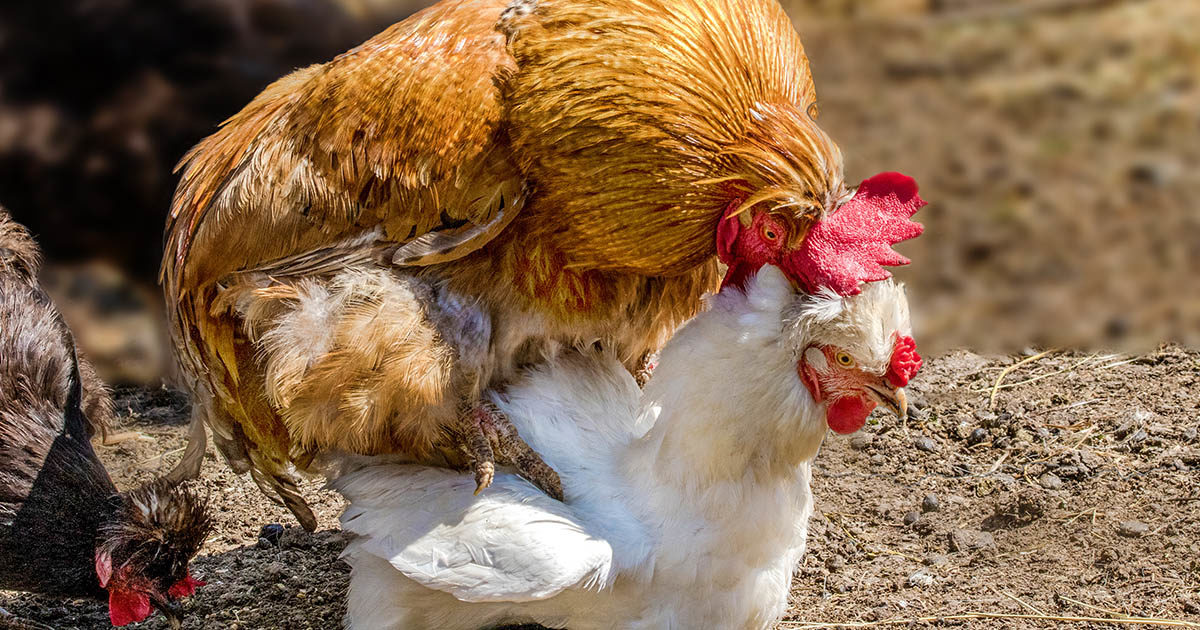 coq coche poule