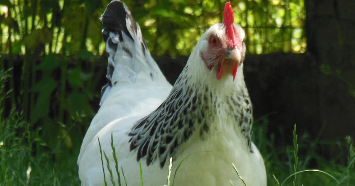 la bourbonnaise