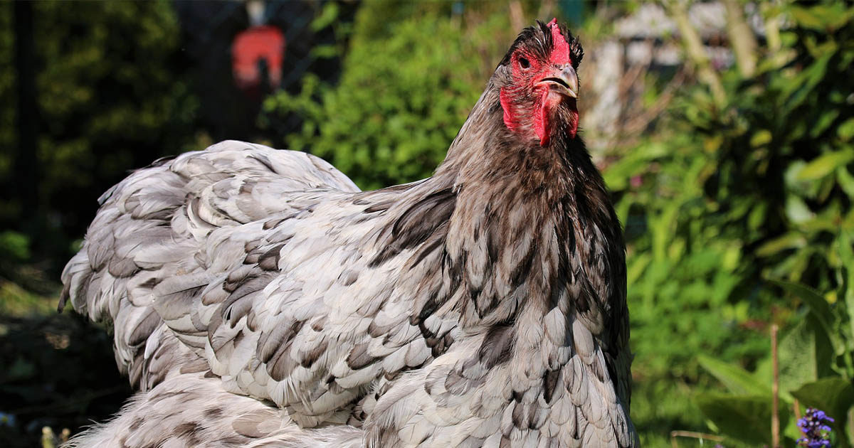 poule orpington noire