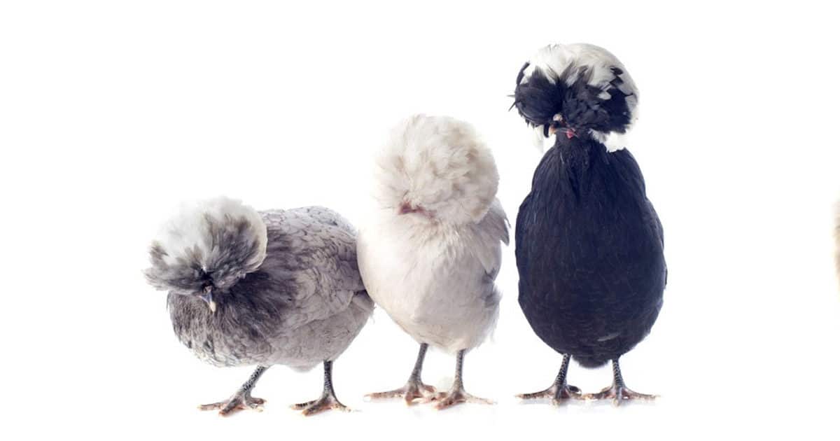 3 poules padoue