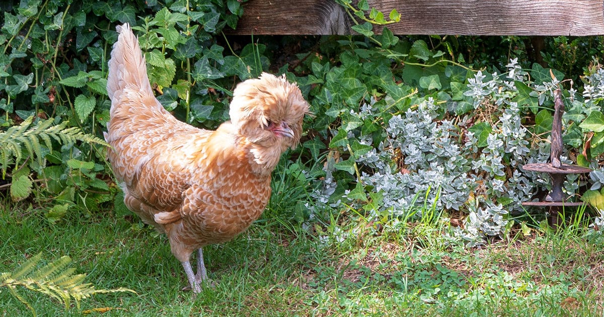 poule padoue