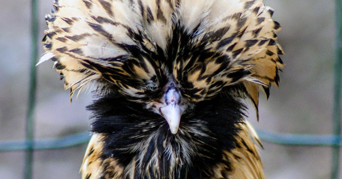 poule padoue huppe