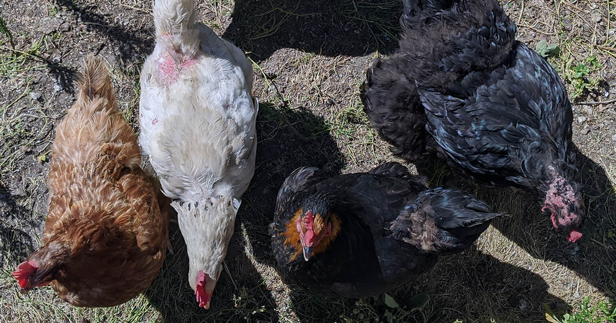 Ma poule n'a plus de plume sur le dos, pourquoi ?