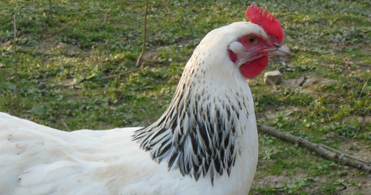 La poule bourbonnaise, une vraie poule de ferme