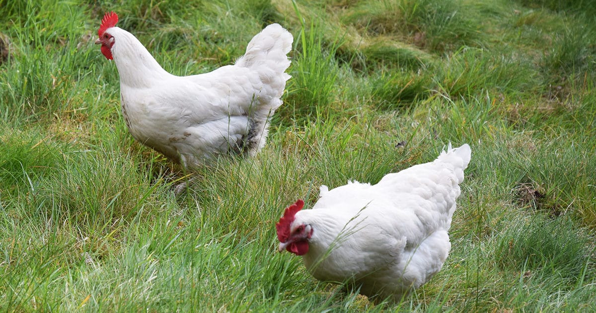 deux poules gatinaises