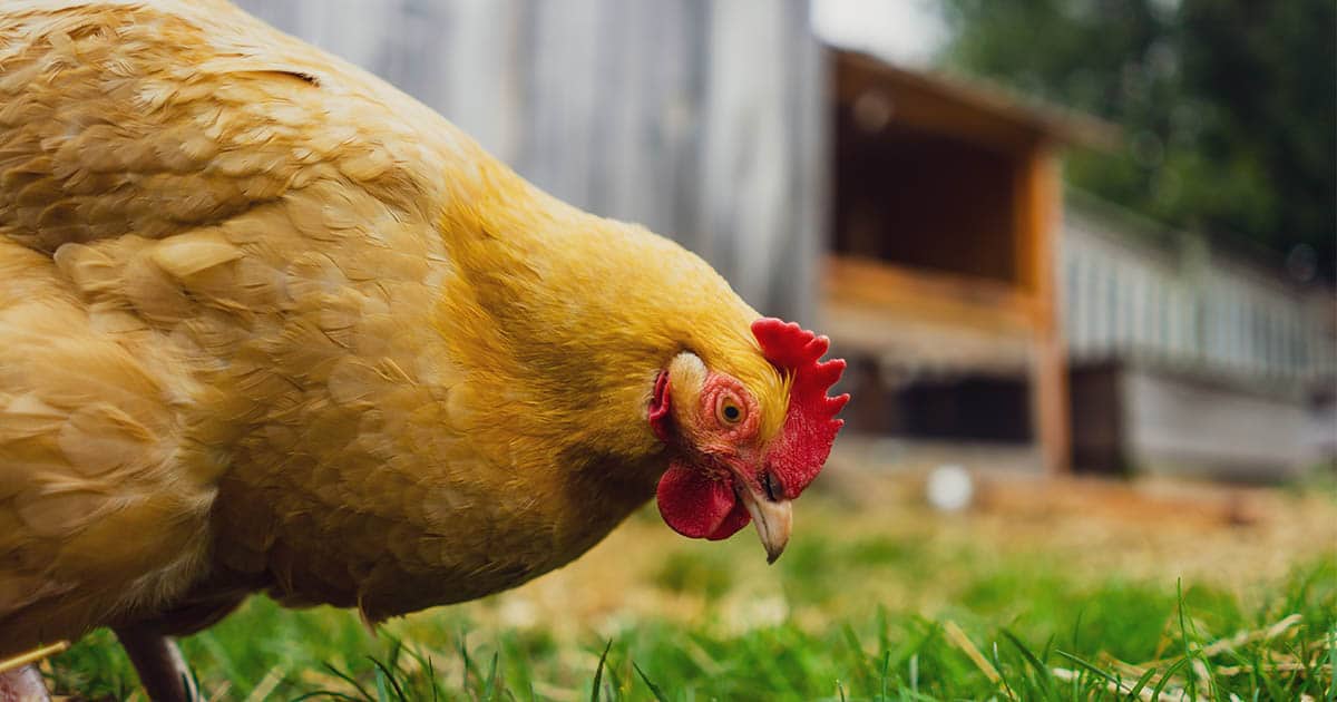 Poule L’orpington : une poule couveuse domestique très productive