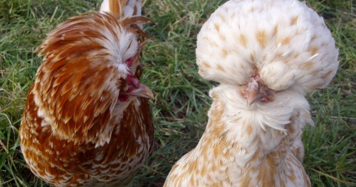 La poule Padoue, une poule au look princier