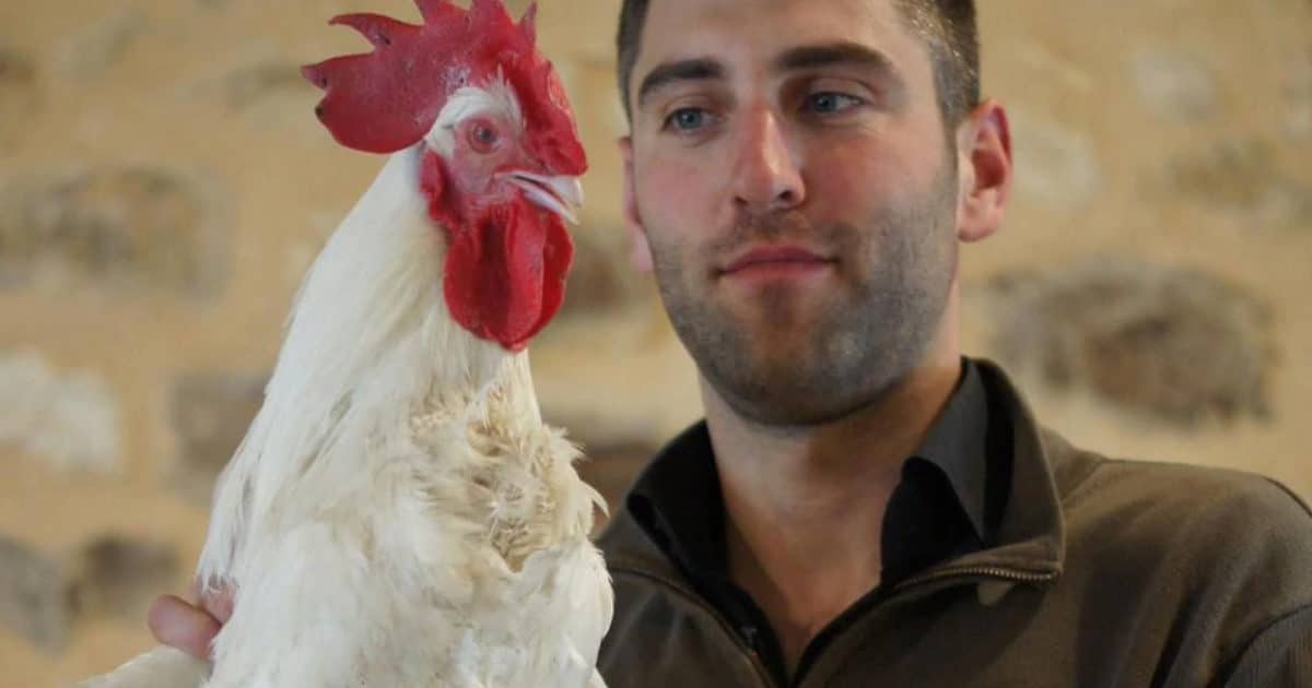 sauver la poule gatinaise