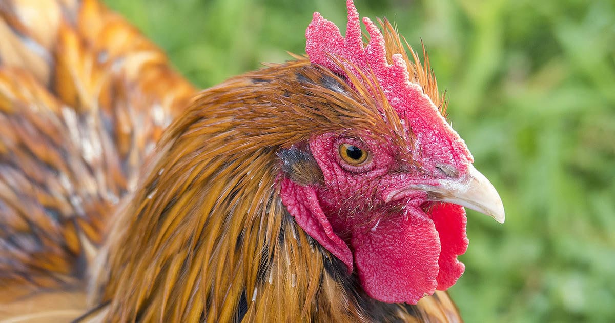 crete de poule orpington