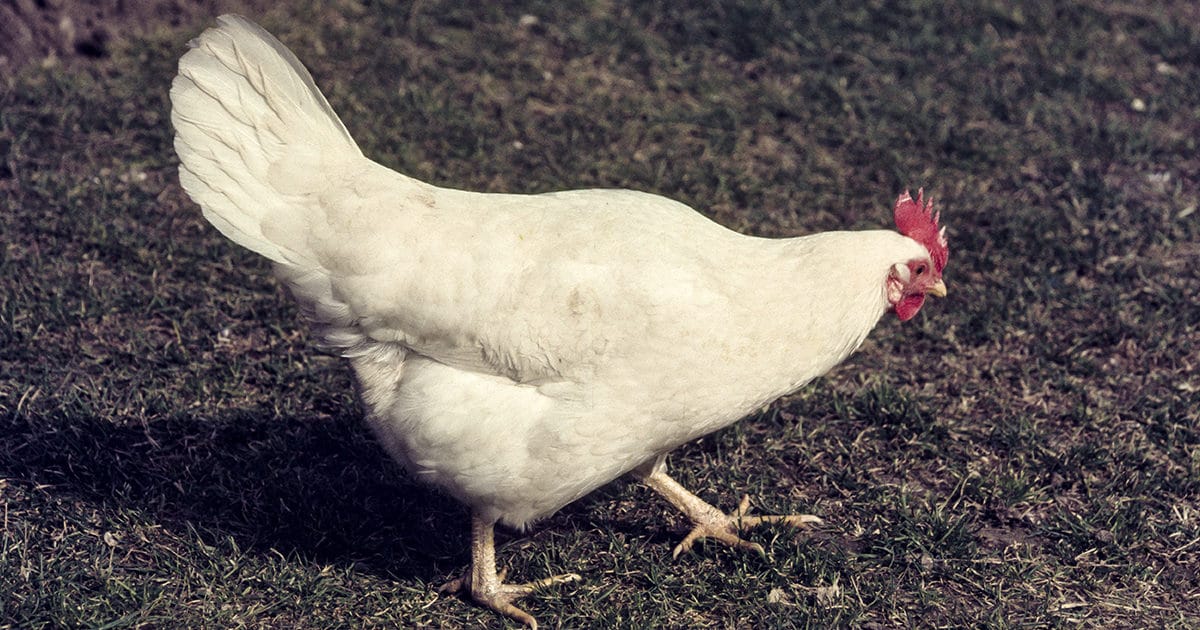 une poule gatinaise