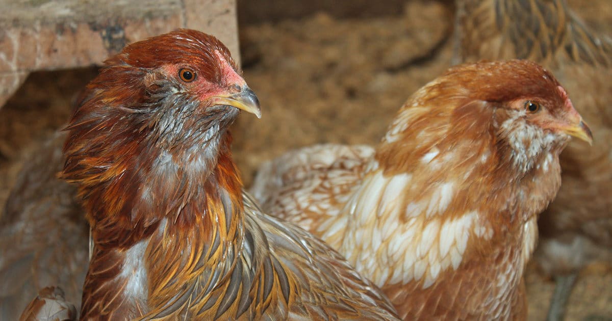 2 poules araucana rousses