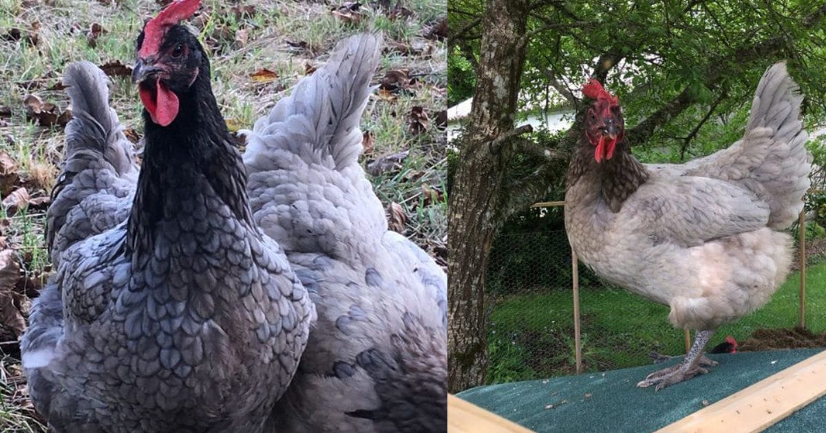 2 poules limousine