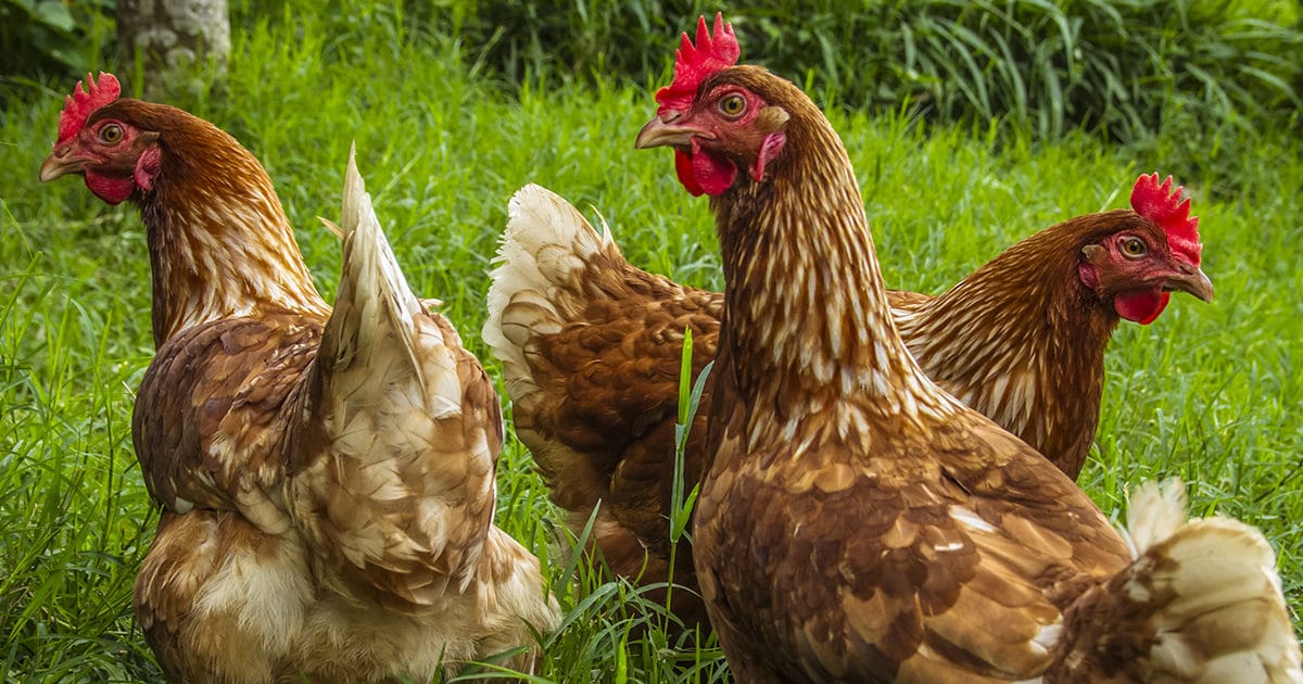 3 poules rousses
