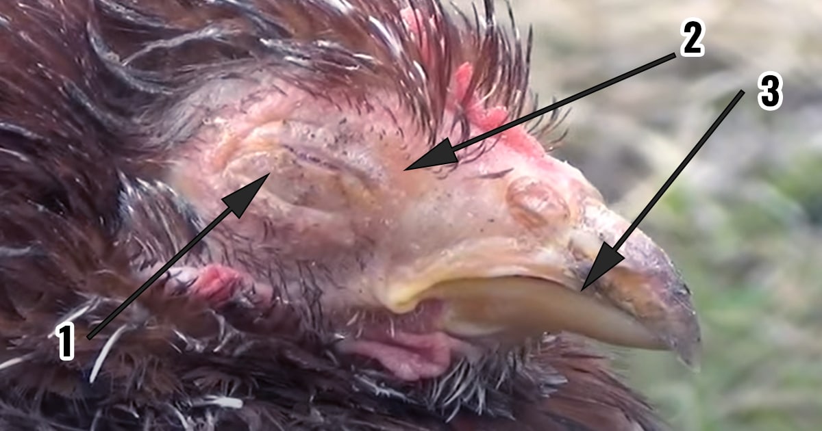 Respiration difficile et rhume chez la poule : le coryza