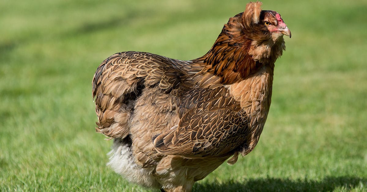 poule Araucana