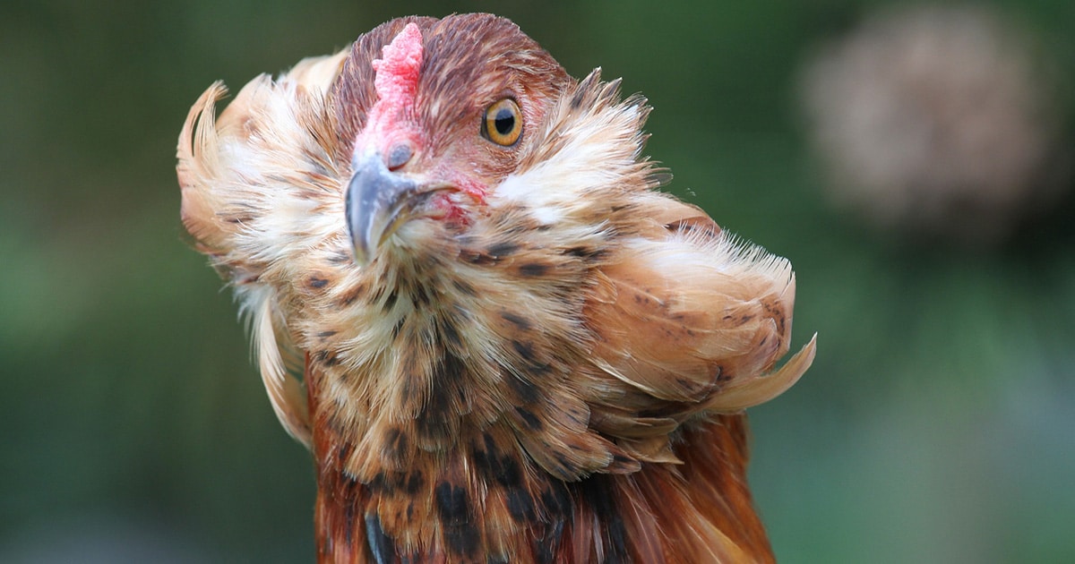 Découvrez la poule Araucana