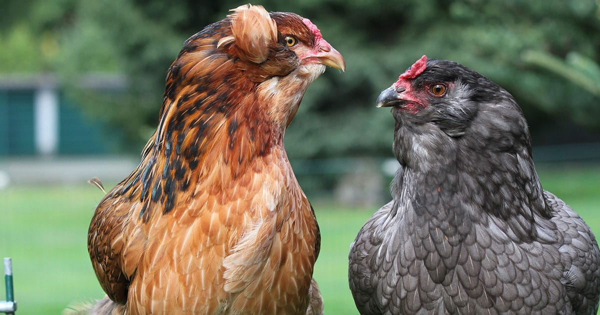 2 belles poules Araucana