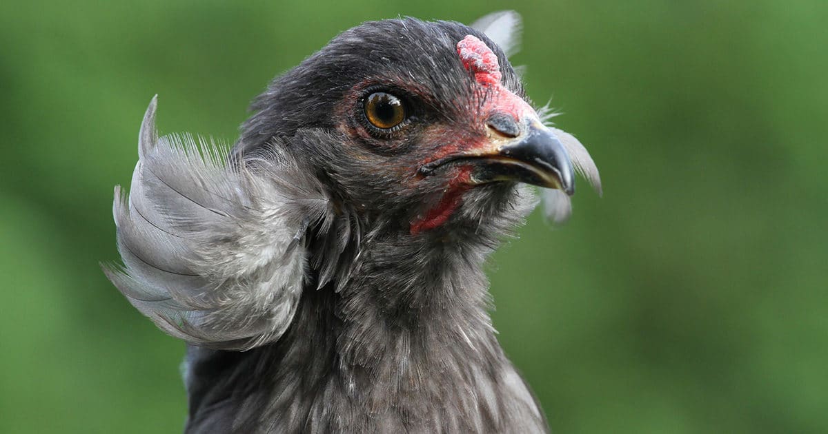 oreillards de la poule Araucana