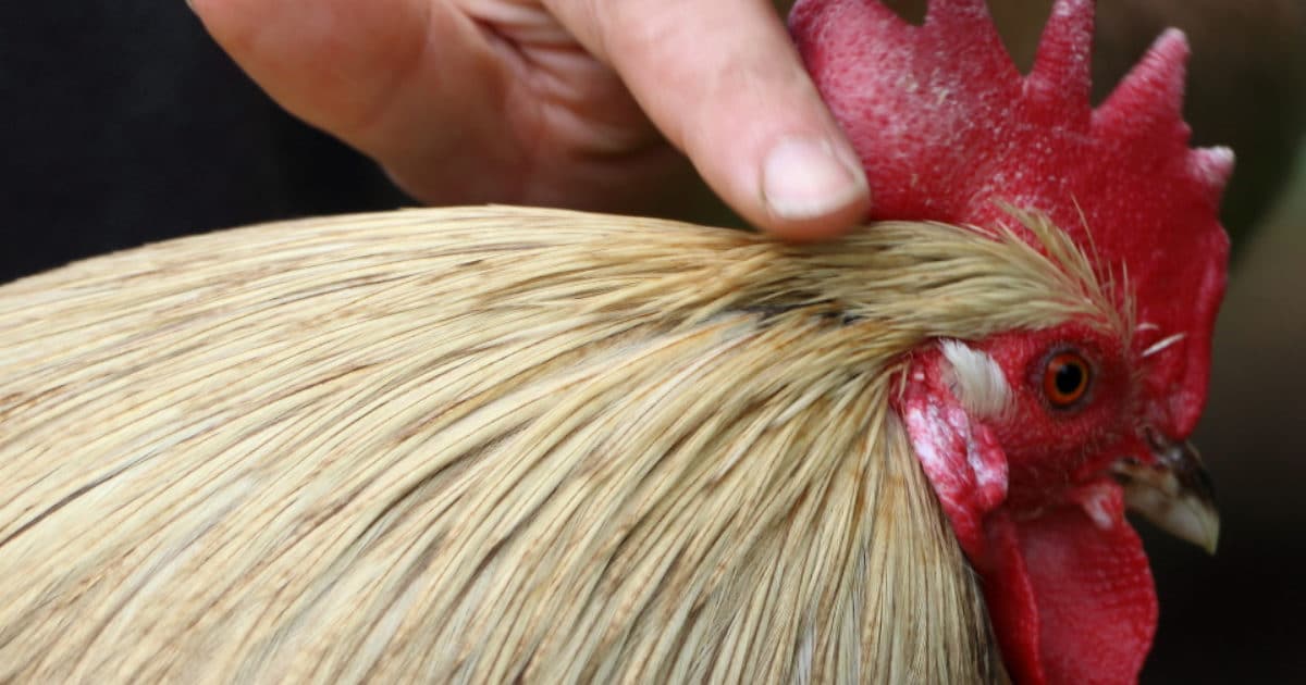 coq de peche