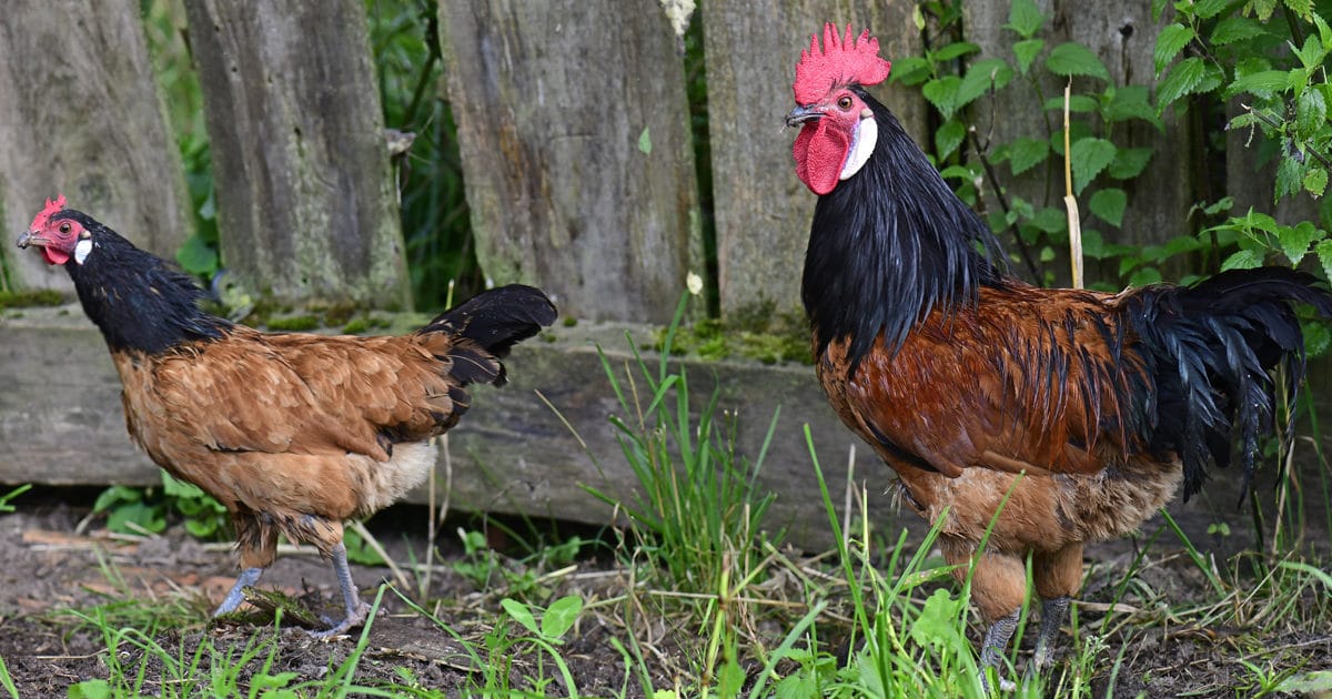 poule et coq vorwerk