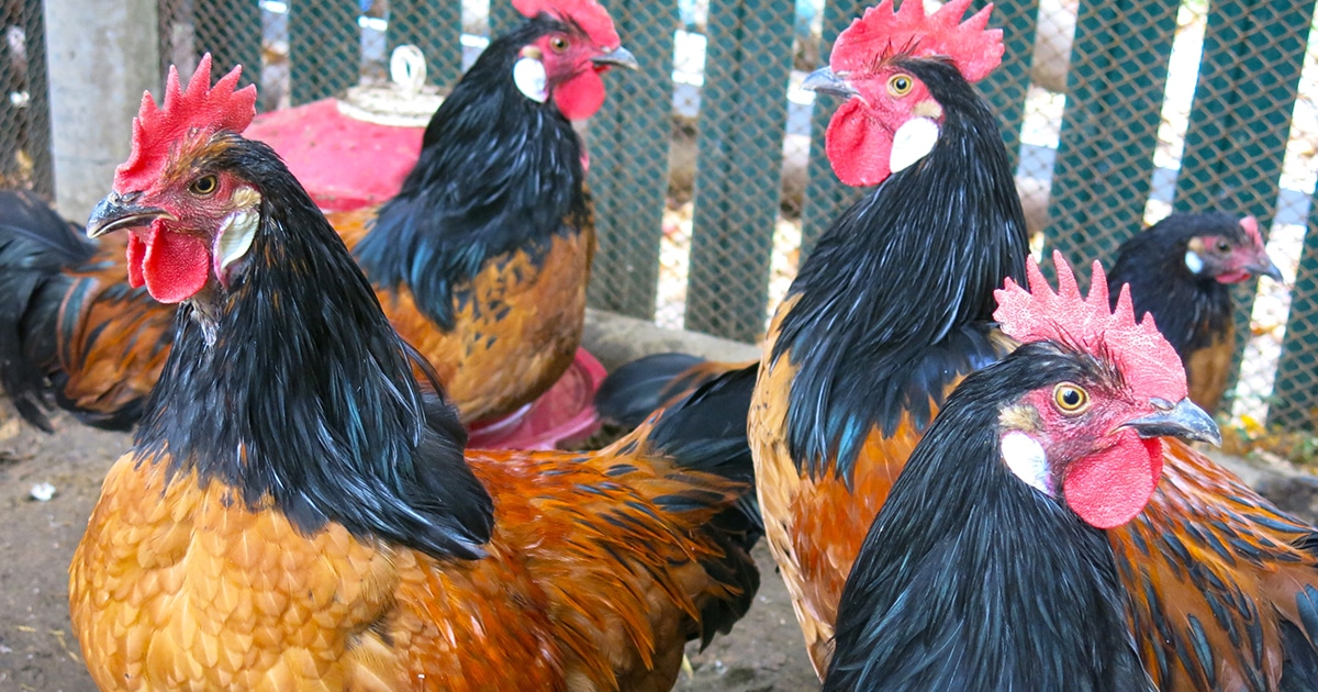 Poule La poule Vorwerk : une incroyable pondeuse