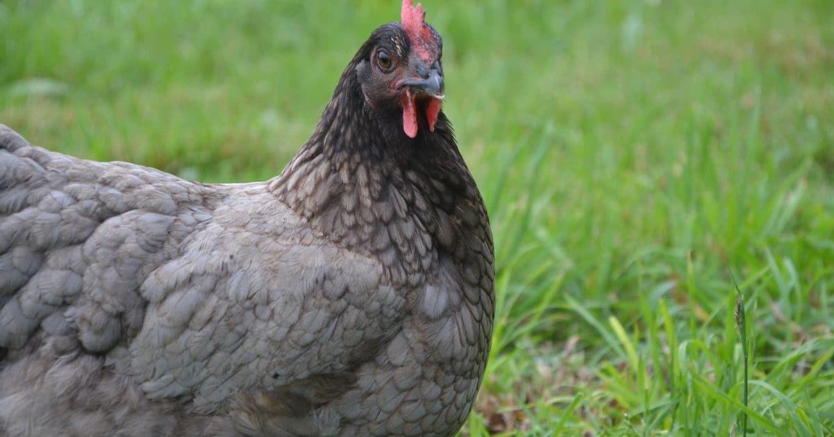 poule grise