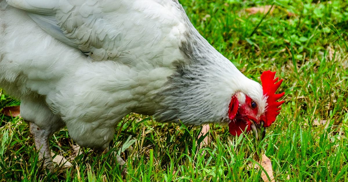 poule hybride