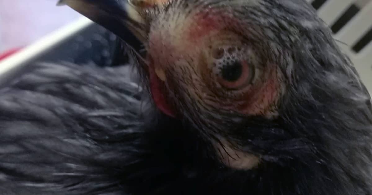 oeil poule coryza