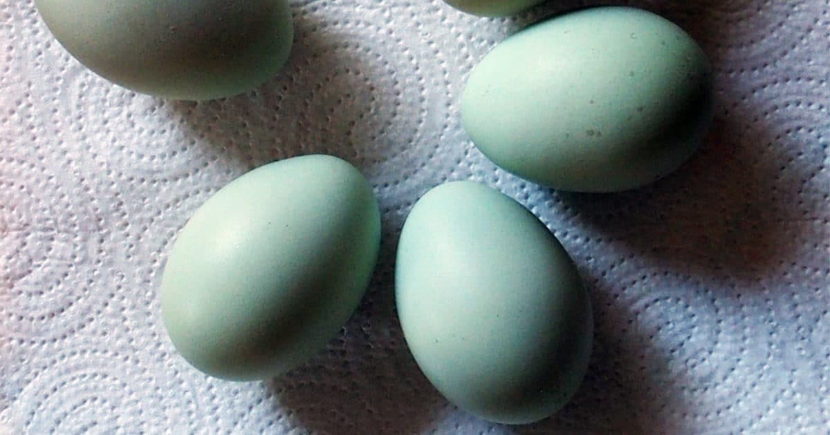 Oeufs verts bleus de la poule Auracana