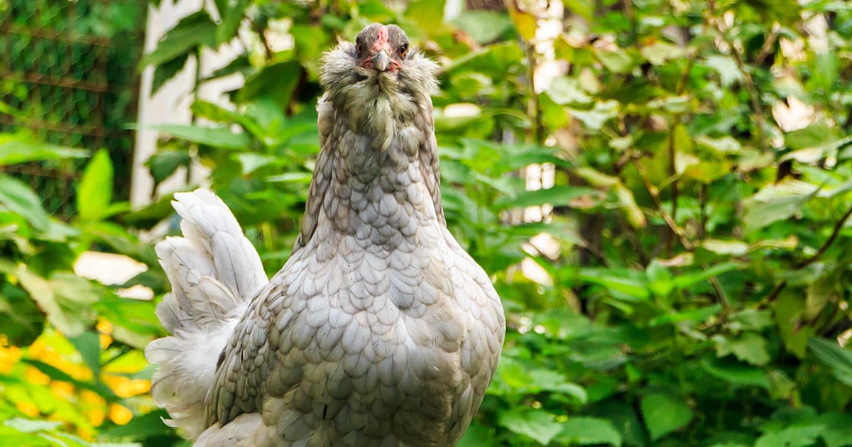 Poule araucana fièrement dressée dans le jardin