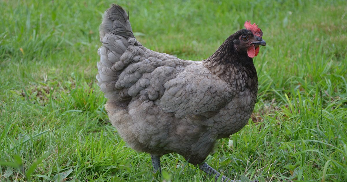 Poule grise ou limousine