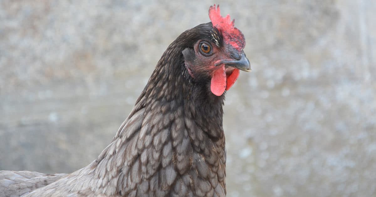 la poule grise