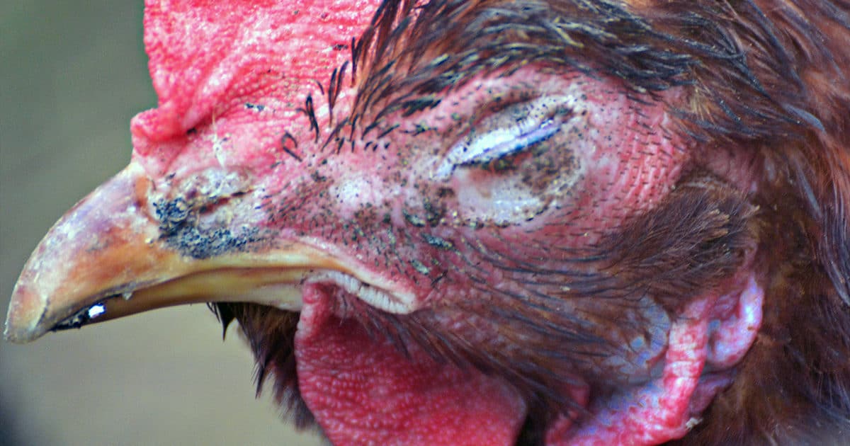 poule infectée par le coryza
