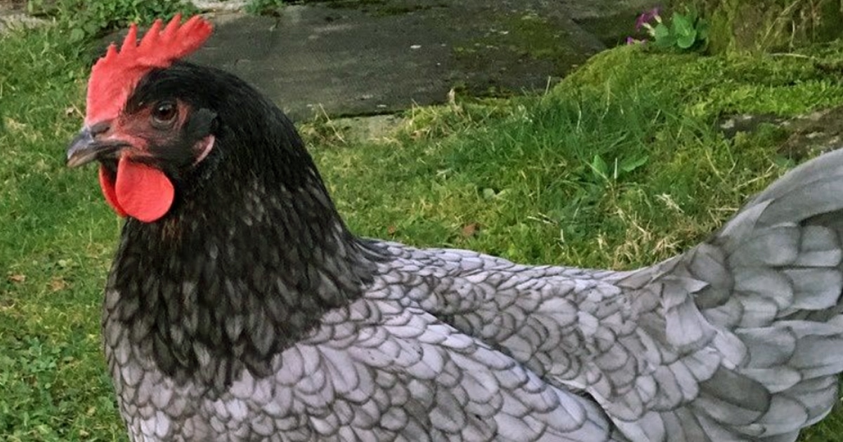 La poule limousine