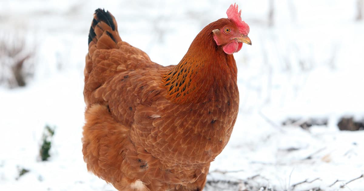 une poule rousse