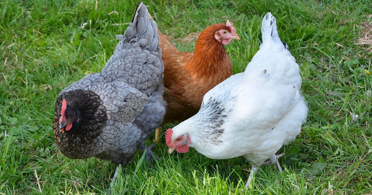 des hybrides