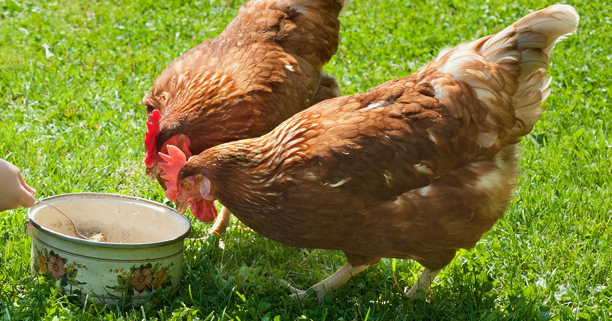Poule Tout savoir sur la poule rousse