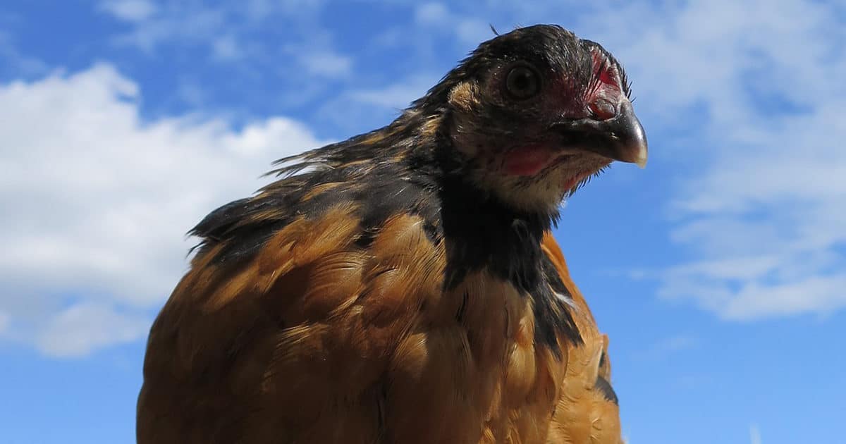 poule vorwerk