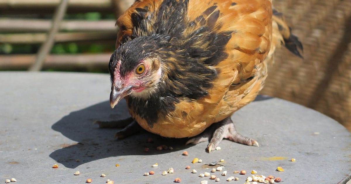 une poule vorwerk qui mange
